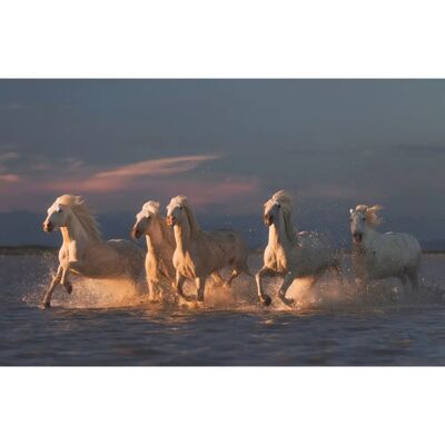 PAPERMOON Marke Modell Camargue Pferde Sonnenuntergang Tapete - Tapete PAPERMOON Marke Modell Camargue Pferde Sonnenuntergang Tapete - Tapete
