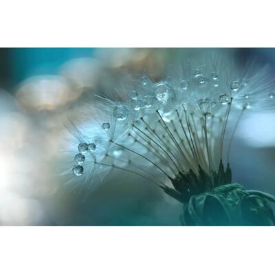 PAPERMOON Zen Wasser Tropfen Wandbild - Bunt, 4x2,6m, Hochwertiger Druck PAPERMOON Zen Wasser Tropfen Wandbild - Bunt, 4x2,6m, Hochwertiger Druck