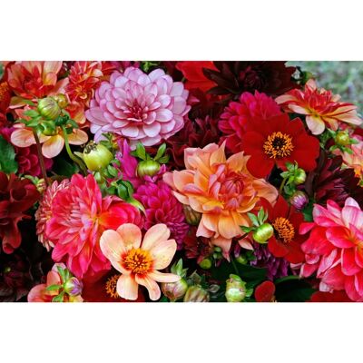 PAPERMOON Bunte Blumen Retro Fototapete - Tapete PAPERMOON Bunte Blumen Retro Fototapete - Tapete