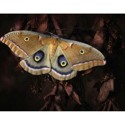 PAPERMOON Jimmy Hoffman, Polyphemus, Schmetterling Fototapete - Wandbild PAPERMOON Jimmy Hoffman, Polyphemus, Schmetterling Fototapete - Wandbild