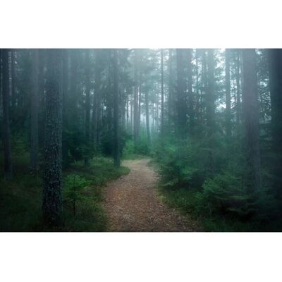 PAPERMOON Christian Lindsten Verwunschener Wald Tapete - Tapete PAPERMOON Christian Lindsten Verwunschener Wald Tapete - Tapete