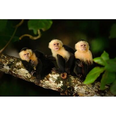 PAPERMOON Wandbild - Amazonas Dschungel Tiere - Bunt PAPERMOON Wandbild - Amazonas Dschungel Tiere - Bunt