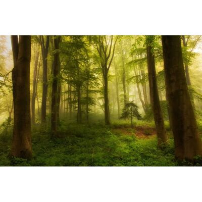 PAPERMOON Leif Londal Kleine Baum Tapete - Tapeten PAPERMOON Leif Londal Kleine Baum Tapete - Tapeten