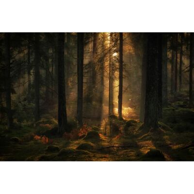PAPERMOON Fototapete Allan Wallberg - Bunt, 5m x 2.8m PAPERMOON Fototapete Allan Wallberg - Bunt, 5m x 2.8m