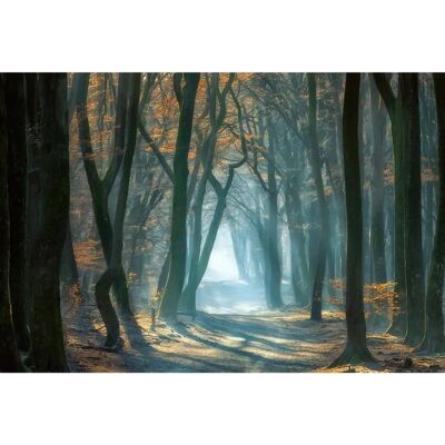PAPERMOON Ellen Borggreve - Kaltes Licht im Wald Fototapete PAPERMOON Ellen Borggreve - Kaltes Licht im Wald Fototapete