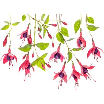 PAPERMOON Fuchsia Fototapete - Tapete PAPERMOON Fuchsia Fototapete - Tapete