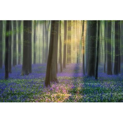 PAPERMOON Fototapete ADRIAN POPAN, TAGTRÄUME VON BLUEBELLS - Bunt PAPERMOON Fototapete ADRIAN POPAN, TAGTRÄUME VON BLUEBELLS - Bunt