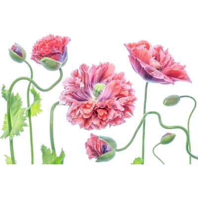 PAPERMOON - MANDY DISHER - 2.00x1.49 m - 4 Bahnen - wallpaper PAPERMOON - MANDY DISHER - 2.00x1.49 m - 4 Bahnen - wallpaper