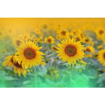 PAPERMOON Sonnenblumen Abstrakt Wandbild - Tapete PAPERMOON Sonnenblumen Abstrakt Wandbild - Tapete