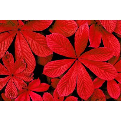 PAPERMOON Rote Herbstblätter Blume Wandbild - Wandbild PAPERMOON Rote Herbstblätter Blume Wandbild - Wandbild