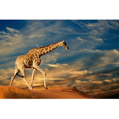 PAPERMOON GIRAFFE-TIERE AFRIKA SAVANNE STEPPE DÜNE HIMMEL WOLKEN - Wandtapete PAPERMOON GIRAFFE-TIERE AFRIKA SAVANNE STEPPE DÜNE HIMMEL WOLKEN - Wandtapete