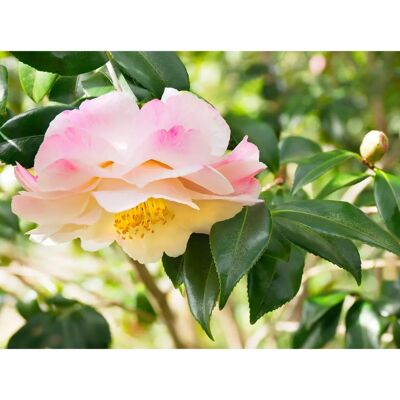 PAPERMOON Blumen Tapete - KAMELIEN-PFLANZEN NATUR MUSTER DEKOR - Bunt - Vlies PAPERMOON Blumen Tapete - KAMELIEN-PFLANZEN NATUR MUSTER DEKOR - Bunt - Vlies