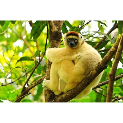 PAPERMOON Maki Lemur Dschungel Tapete - Tapete PAPERMOON Maki Lemur Dschungel Tapete - Tapete