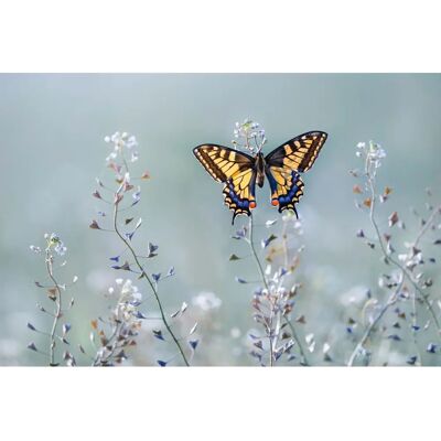 PAPERMOON PETAR SABOL Schwarm-Schmetterling Tapete - Tapete PAPERMOON PETAR SABOL Schwarm-Schmetterling Tapete - Tapete