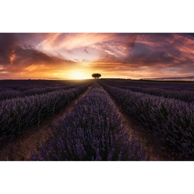 PAPERMOON Lavendel-Sonnenuntergang Wandbild - Photo-Art JORGE RUIZ DUESO PAPERMOON Lavendel-Sonnenuntergang Wandbild - Photo-Art JORGE RUIZ DUESO
