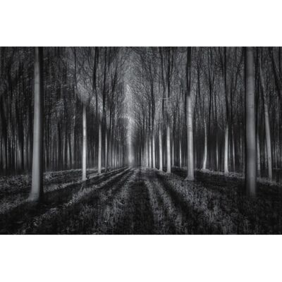 PAPERMOON Wandbild JINGSHU ZHU, Wald - Wandbild PAPERMOON Wandbild JINGSHU ZHU, Wald - Wandbild