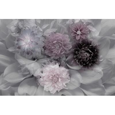 PAPERMOON Dahlia Dream Tapete - Foto-Kunst INGE SCHUSTER, Bunt, 4,5m x 2,8m - Tapete PAPERMOON Dahlia Dream Tapete - Foto-Kunst INGE SCHUSTER, Bunt, 4,5m x 2,8m - Tapete