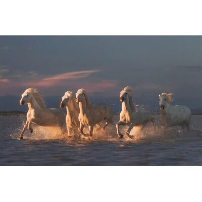 PAPERMOON Marke ROSTOVSKIY ANTON Camargue-Pferde Sonnenuntergang Wandbild PAPERMOON Marke ROSTOVSKIY ANTON Camargue-Pferde Sonnenuntergang Wandbild