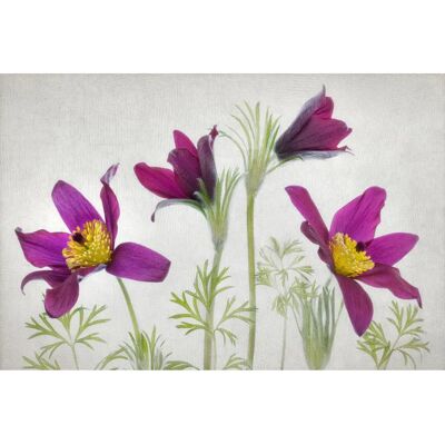 PAPERMOON Mandy Disher, Pulsatilla Tapete - Tapete PAPERMOON Mandy Disher, Pulsatilla Tapete - Tapete