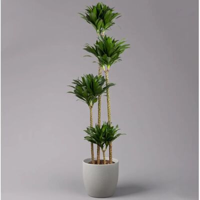 Pflanzen-Kölle - Drachenbaum 'Compacta' - Houseplant Pflanzen-Kölle - Drachenbaum 'Compacta' - Houseplant