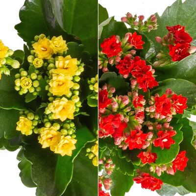 Pflanzen-Kölle - Kalanchoe Calandiva - Rot Gelb - Plant Pflanzen-Kölle - Kalanchoe Calandiva - Rot Gelb - Plant