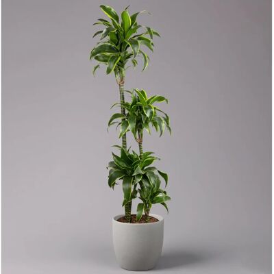 Pflanzen-Kölle Dracaena deremensis 'Dorado' - 160 cm - Topf-Ø 27 cm - Pflanze Pflanzen-Kölle Dracaena deremensis 'Dorado' - 160 cm - Topf-Ø 27 cm - Pflanze