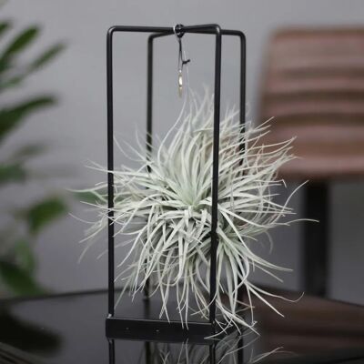 Pflanzen-Kölle - Tillandsia 'Silver Ball' - Plant Pflanzen-Kölle - Tillandsia 'Silver Ball' - Plant