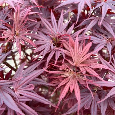 Pflanzen-Kölle - Acer palmatum 'Shaina' - 40-60 cm - Topf-Ø 19 cm - Pflanze Pflanzen-Kölle - Acer palmatum 'Shaina' - 40-60 cm - Topf-Ø 19 cm - Pflanze