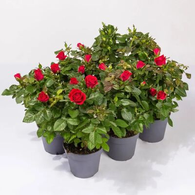 Pflanzen-Kölle - Rose Patio - Rot - Ø13 cm - Pflanze Pflanzen-Kölle - Rose Patio - Rot - Ø13 cm - Pflanze