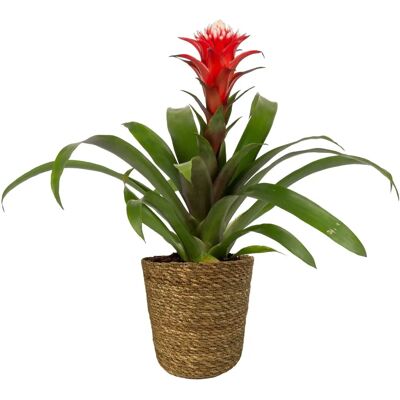 Pflanzen-Kölle Guzmania Hope - Rot-Weiß - 13 cm Topf, Korb Maki - Zimmerpflanze Pflanzen-Kölle Guzmania Hope - Rot-Weiß - 13 cm Topf, Korb Maki - Zimmerpflanze