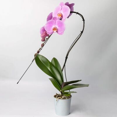 Pflanzen-Kölle - Schmetterlingsorchidee Swan - rosa - Orchid Pflanzen-Kölle - Schmetterlingsorchidee Swan - rosa - Orchid