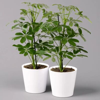 Pflanzen-Kölle - Strahlenaralie Nora - Weißer Übertopf - Ø13 cm - Plant Pflanzen-Kölle - Strahlenaralie Nora - Weißer Übertopf - Ø13 cm - Plant