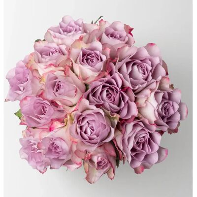 Pflanzen-Kölle - Memory Lane - Lavendel - 15 Rosen - Plant bundle Pflanzen-Kölle - Memory Lane - Lavendel - 15 Rosen - Plant bundle