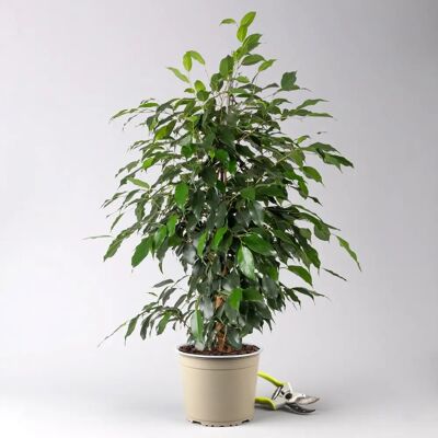 Pflanzen-Kölle - Birkenfeige Danielle - Höhe 110 cm - Plant Pflanzen-Kölle - Birkenfeige Danielle - Höhe 110 cm - Plant