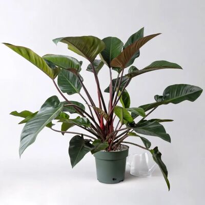 Pflanzen-Kölle - Philodendron Red Beauty - Houseplant Pflanzen-Kölle - Philodendron Red Beauty - Houseplant