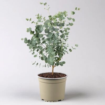 Pflanzen-Kölle Eucalyptus gunnii Azura Pflanzen-Kölle Eucalyptus gunnii Azura