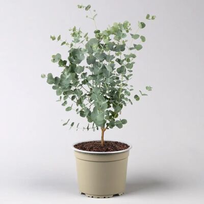 Pflanzen-Kölle Eucalyptus gunnii Azura Pflanzen-Kölle Eucalyptus gunnii Azura