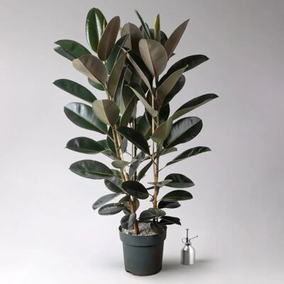 Pflanzen-Kölle - Ficus elastica Mandela - 120 cm - Pflanze Pflanzen-Kölle - Ficus elastica Mandela - 120 cm - Pflanze