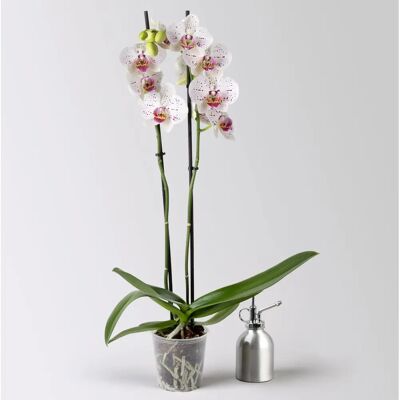 Pflanzen-Kölle Schmetterlingsorchidee - weiß mit Sprenkeln - ca. 60 cm - Topf-Ø 12 cm - Orchid Pflanzen-Kölle Schmetterlingsorchidee - weiß mit Sprenkeln - ca. 60 cm - Topf-Ø 12 cm - Orchid