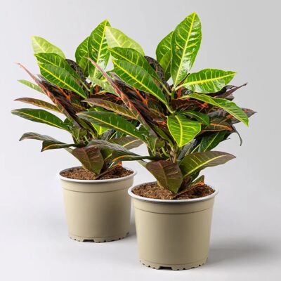Pflanzen-Kölle - Petra - Topf Ø 17 cm - Höhe 40 cm - Plant Pflanzen-Kölle - Petra - Topf Ø 17 cm - Höhe 40 cm - Plant