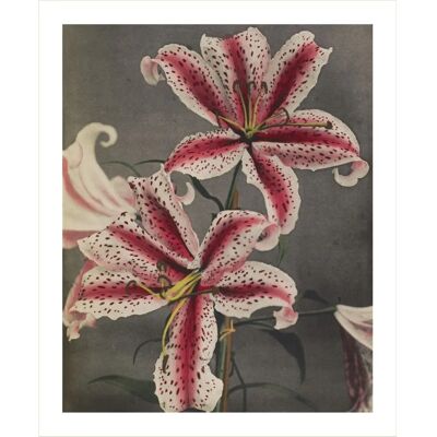 QUEENCE - Edda - Grau - 30x40 cm - Gerahmtes Bild QUEENCE - Edda - Grau - 30x40 cm - Gerahmtes Bild