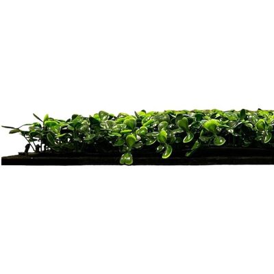 Jangal Dunkler Buxus Modulare Akustikpaneele Jangal Dunkler Buxus Modulare Akustikpaneele
