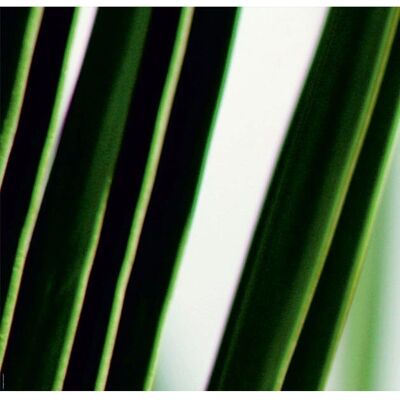 EXPRESS KÜCHEN Gras Küchenrückwand - Spritzschutz EXPRESS KÜCHEN Gras Küchenrückwand - Spritzschutz