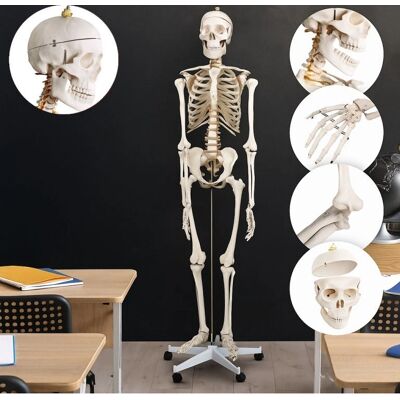 Ecomsof Jago Emberi Csontváz Modell - 181,5cm, Mozgó ízületek Ecomsof Jago Emberi Csontváz Modell - 181,5cm, Mozgó ízületek