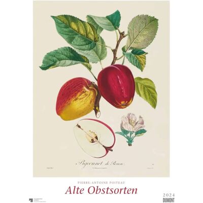 DUMONT 2024 Alte Obstsorten Kalender - Wandkalender DUMONT 2024 Alte Obstsorten Kalender - Wandkalender