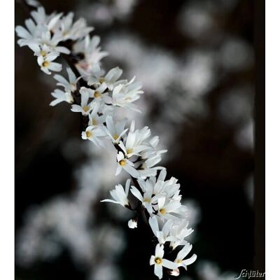 Garten Schlüter Schneeforsythie - Ziergehölz für kleine Gärten Garten Schlüter Schneeforsythie - Ziergehölz für kleine Gärten