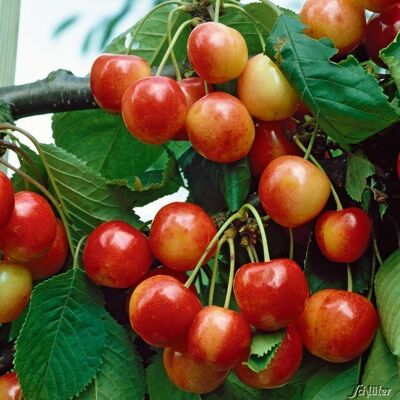 Garten Schlüter Kirsche Büttners Rote Knorpelkirsche - Kirschbaum Garten Schlüter Kirsche Büttners Rote Knorpelkirsche - Kirschbaum