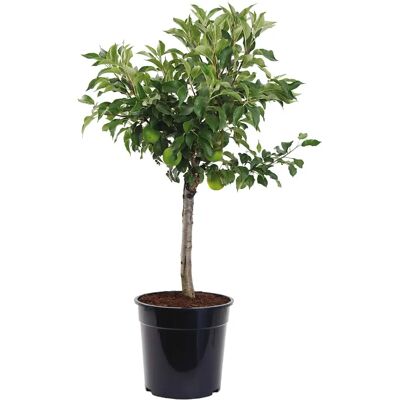 Garten Schlüter - Starking - Dwarf - Apfelbaum Garten Schlüter - Starking - Dwarf - Apfelbaum