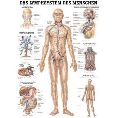 Rüdiger-Anatomie TA09 Poster - Lymphsystem - 70x100cm Rüdiger-Anatomie TA09 Poster - Lymphsystem - 70x100cm
