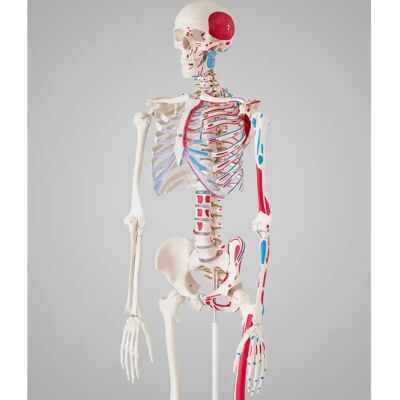tectake Human Skeleton mit Muskeln - Weiß - Skelettmodell tectake Human Skeleton mit Muskeln - Weiß - Skelettmodell